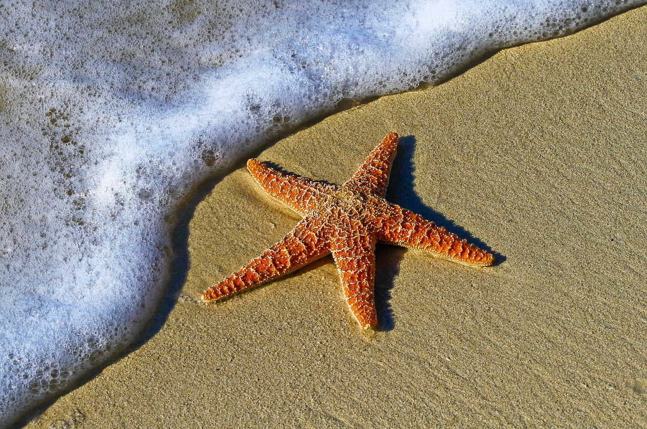 starfish, sand, sea star, sea creature, asteroidea, echinoderm, animal, beach, star, nature, sea animal, shore, seashore, coast, invertebrate, seaside, water, starfish, starfish, starfish, starfish, starfish